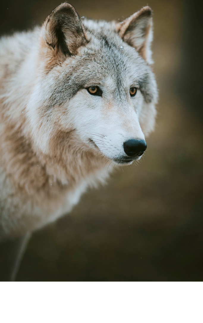 wolf