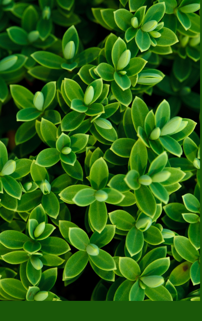 plants
