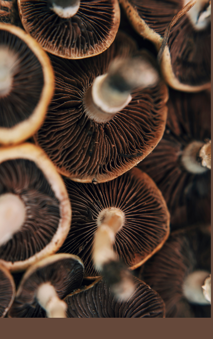 edible mushrooms