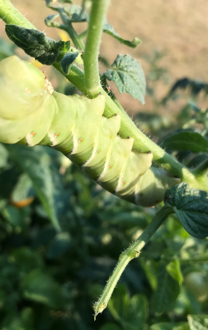 tomato hornworm