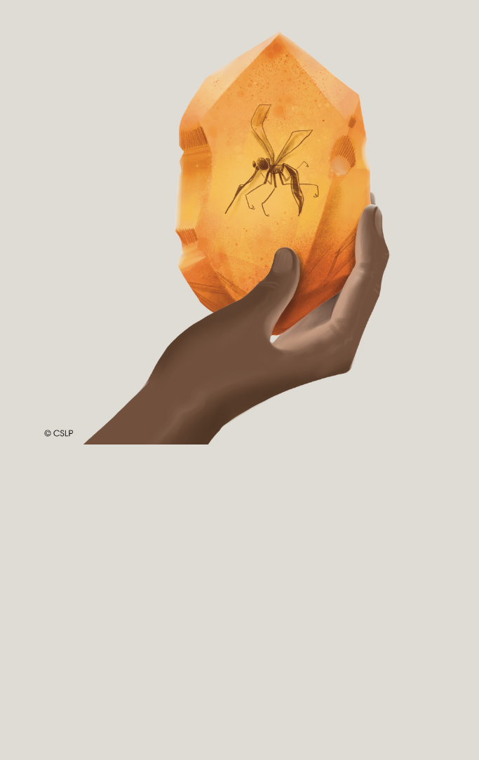 dragonfly in amber