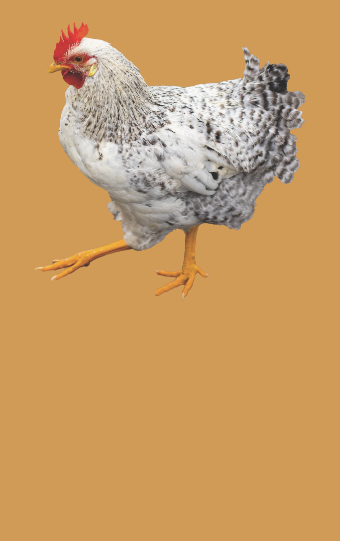 chicken