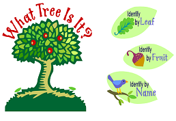 reads "What Tree Is It?" with graphic of an apple tree, bird, acorn, and leaf